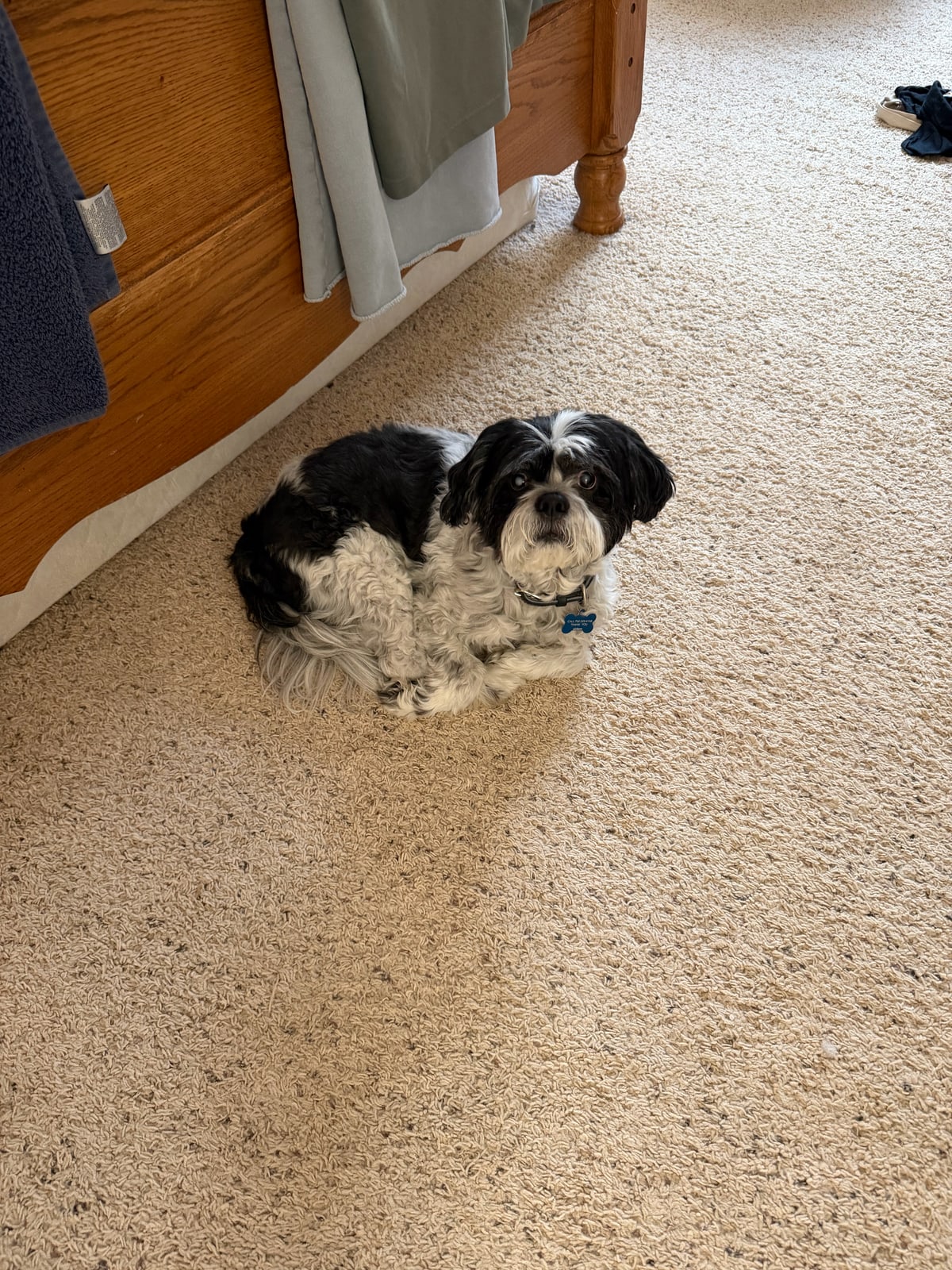 A little black-and-white dog looking up from a beige carpet.